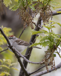 Chipping Sparrow 2339